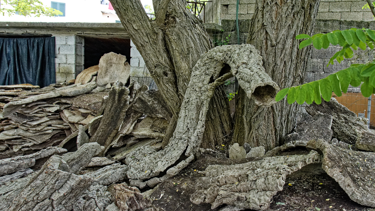 20230524 133212•Calangianus•Sardinia•Italy